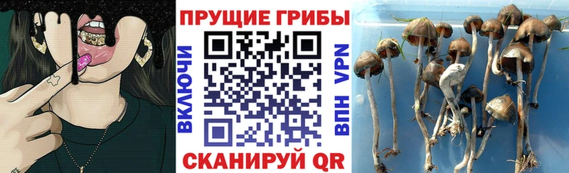 Галлюциногенные грибы Cubensis  Николаевск-на-Амуре 